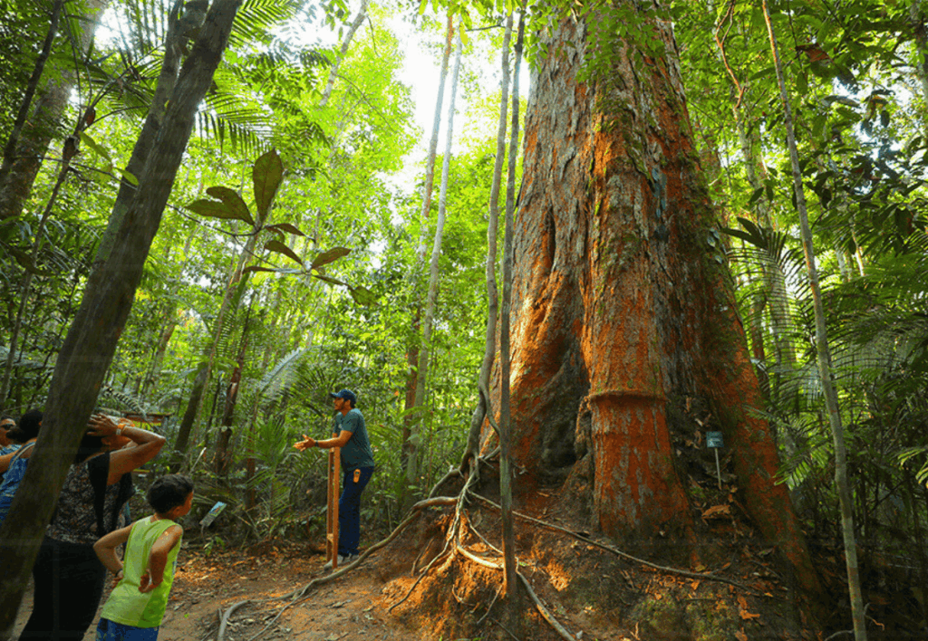 musa museu manaus sequoia