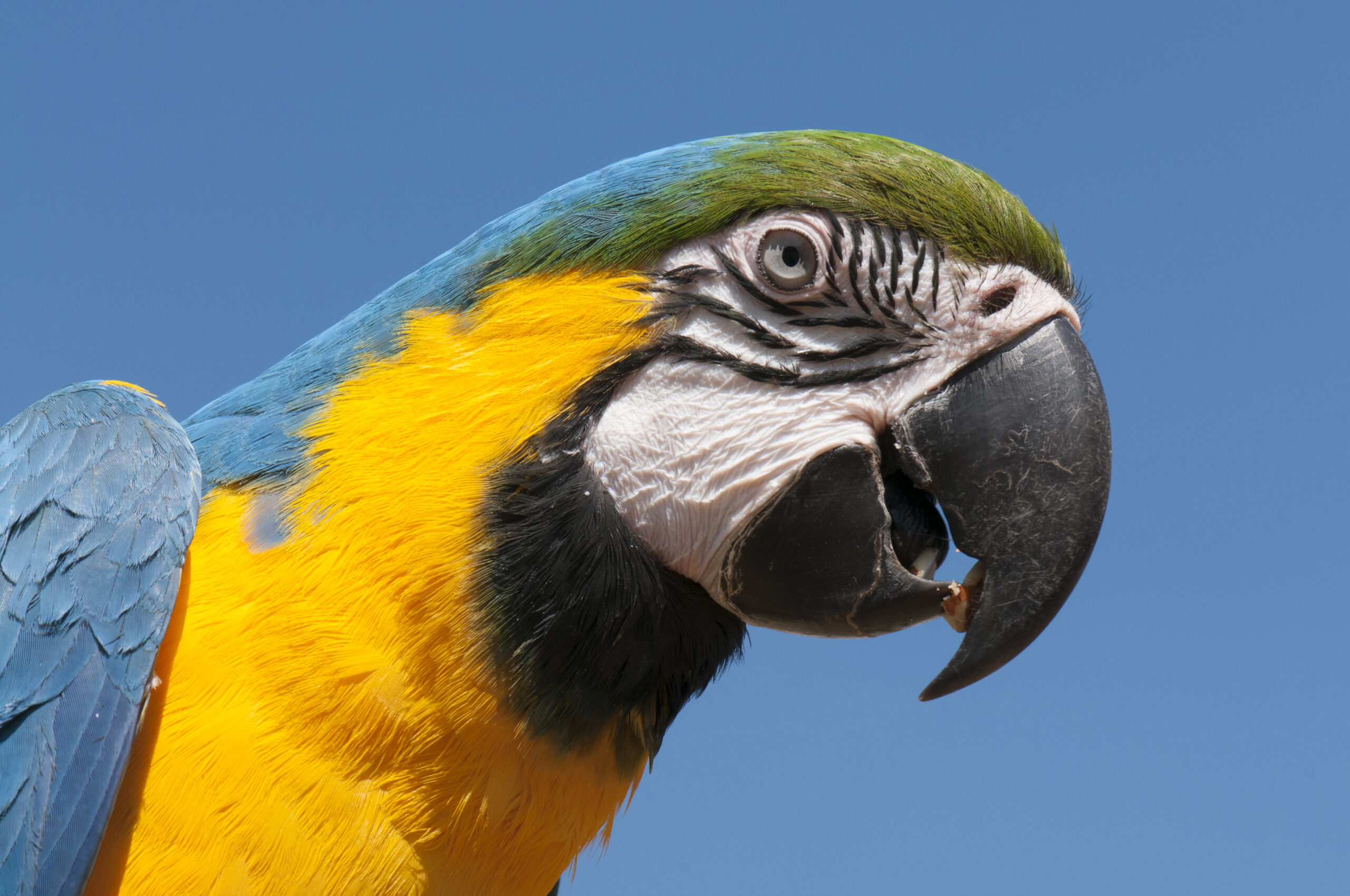 Observação de Aves na Amazônia: Guia Completo para Iniciantes
