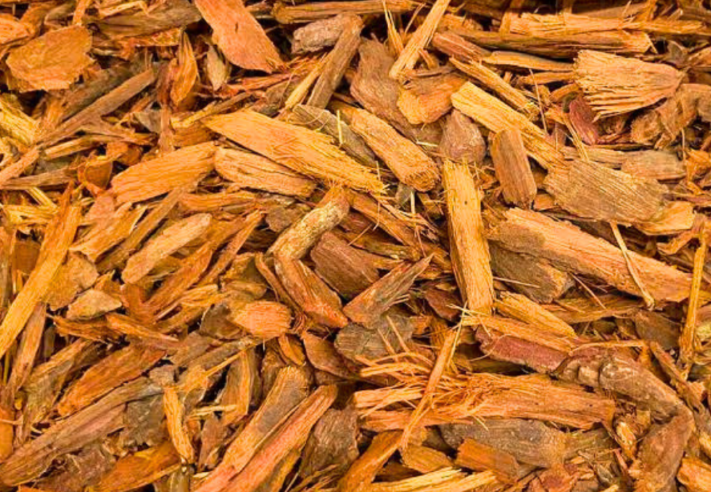 Plantas Medicinais da Amazônia