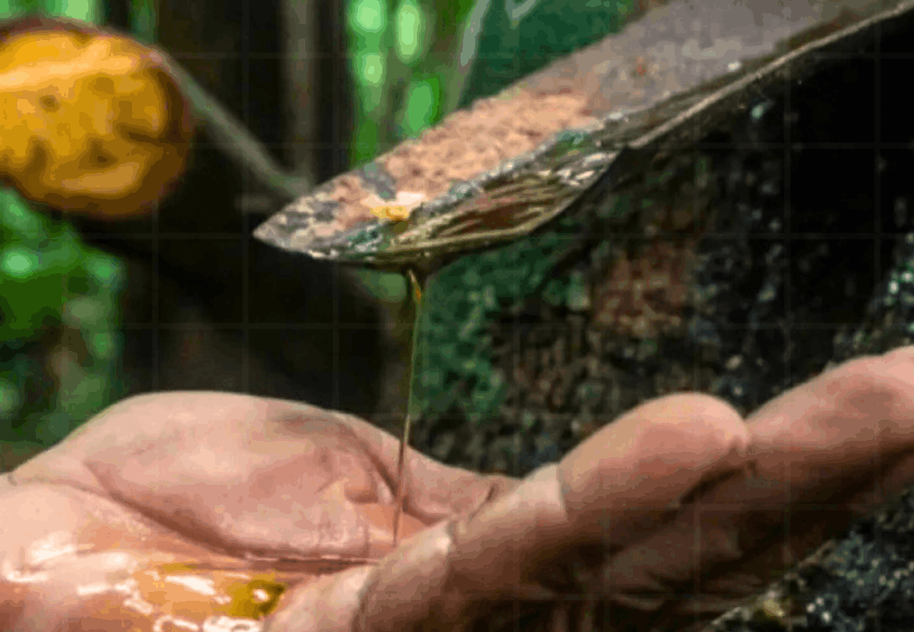 Plantas Medicinais da Amazônia