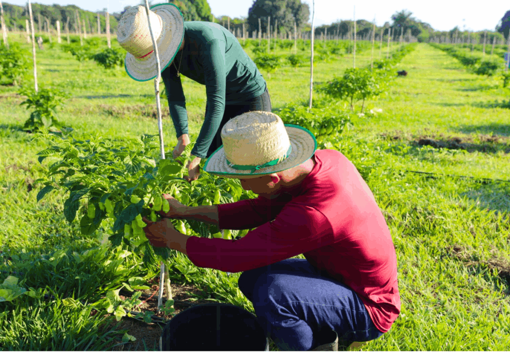 agroturismo-maues-rota-guarana-producao-rural (3) (1)