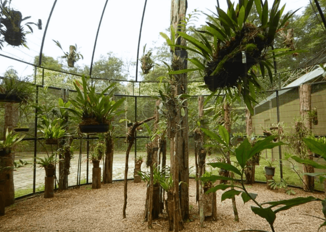 Jardim Botânico de Manaus: O Guia do MUSA e da Torre