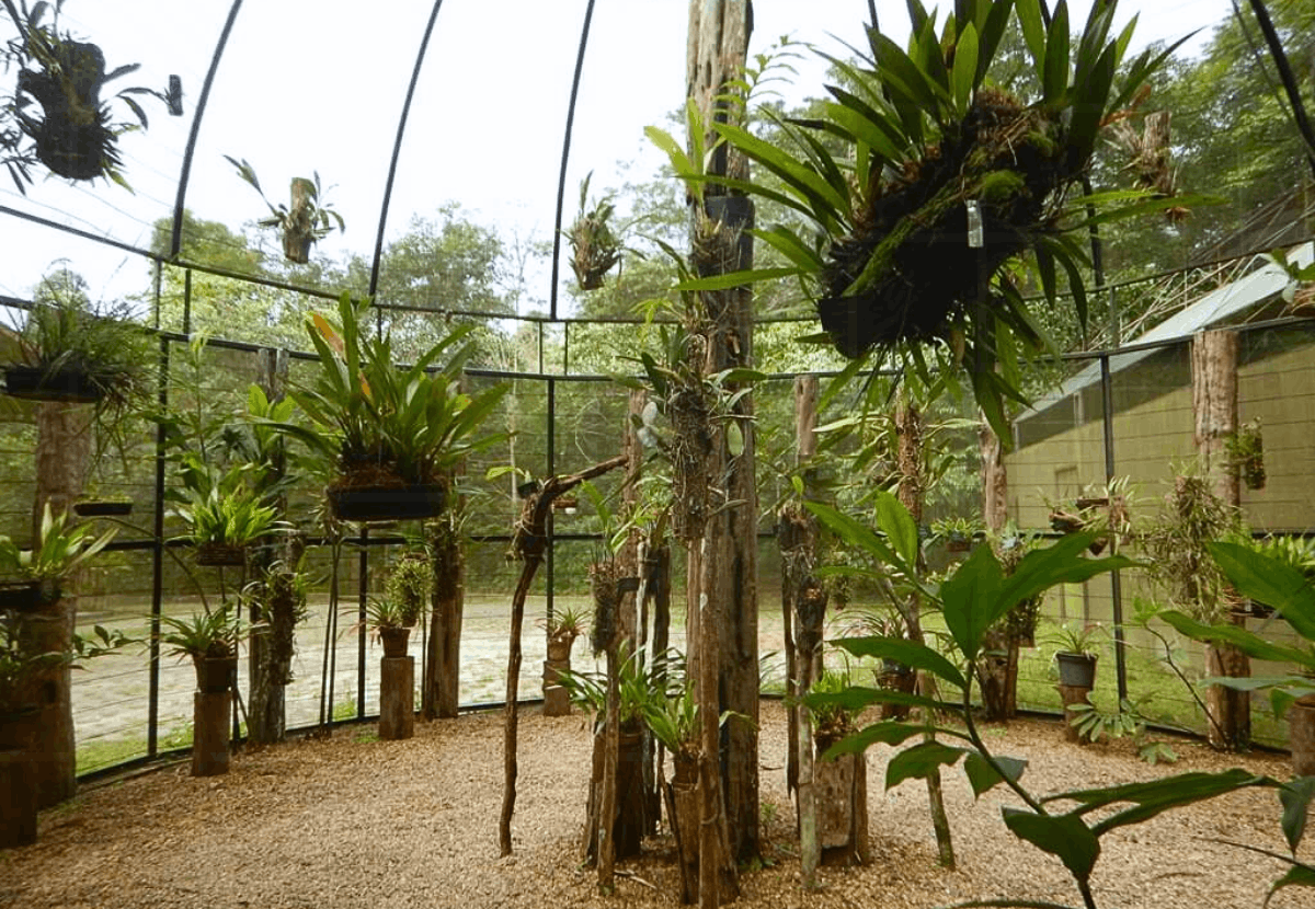 Jardim Botânico de Manaus: O Guia do MUSA e da Torre