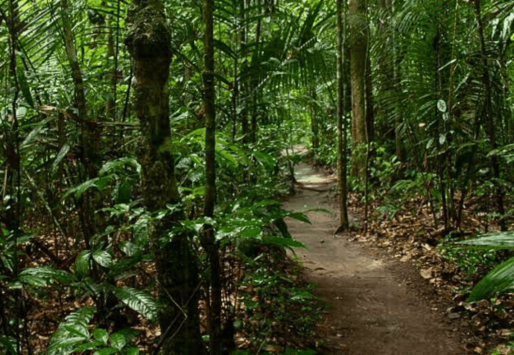jardim-botanico-manaus-musa-torre-trilhas(5)(1)