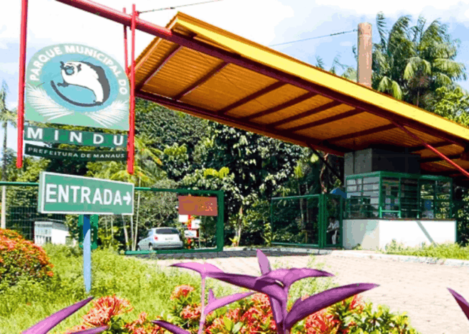 Parque do Mindu: O Refúgio do Sauim-de-Coleira em Manaus