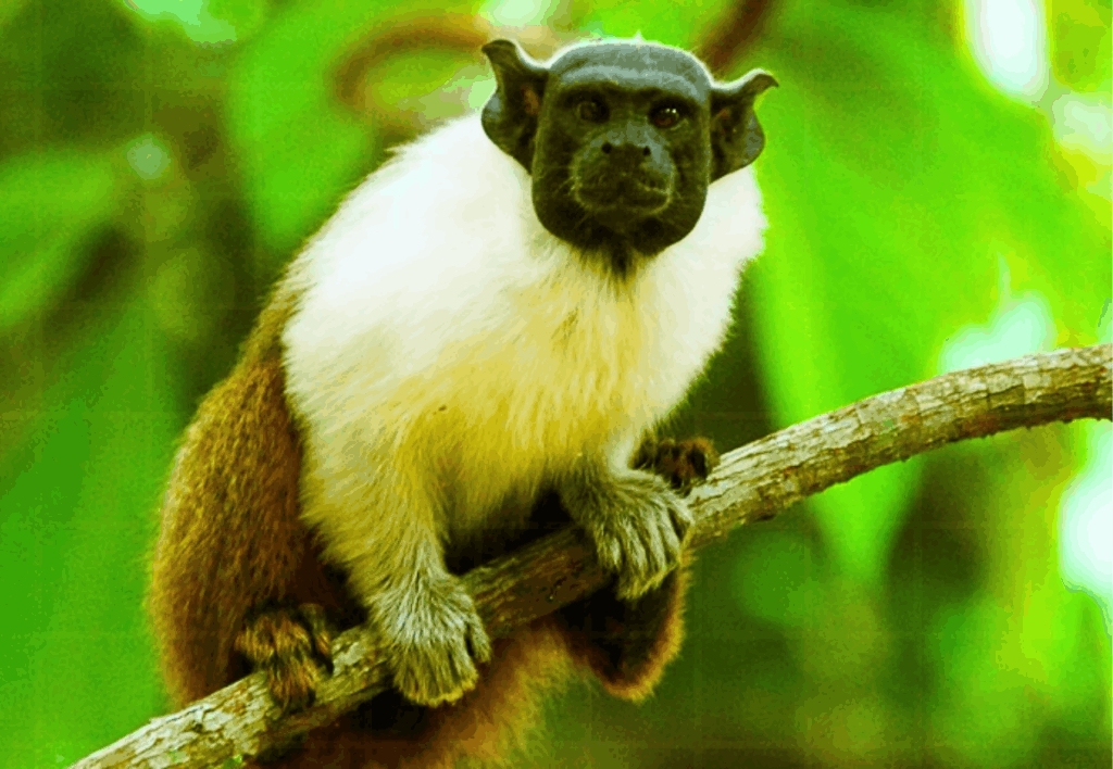 parque-do-mindu-manaus-sauim-de-coleira