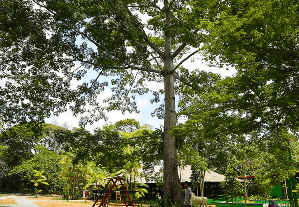 parque-do-mindu-manaus-sauim-de-coleira