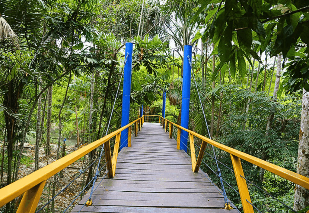 parque-do-mindu-manaus-sauim-de-coleira