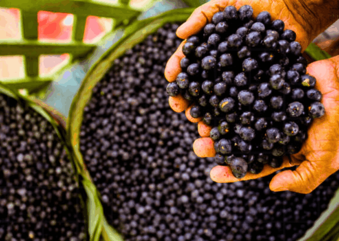 A Rota do Açaí: Agroturismo e Inovação no Campo Amazônico