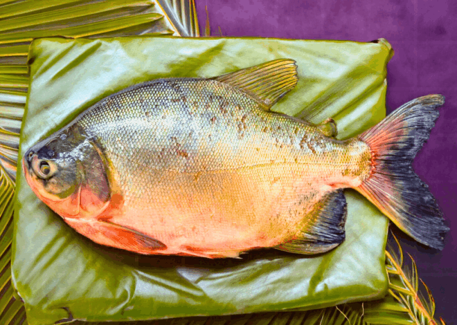 Tambaqui, Matrinxã ou Pirarucu? Seu Guia Definitivo para Desvendar os Sabores da Amazônia