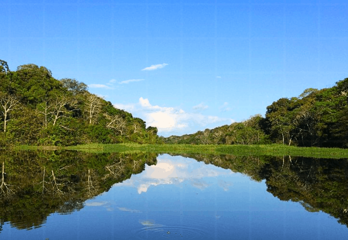 Tefé Amazonas: A Capital do Pirarucu e do Manejo Sustentável