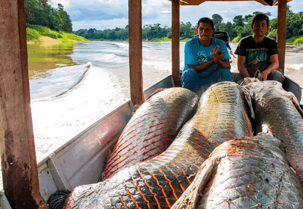 tefe-amazonas-capital-pirarucu-manejo-sustentavel