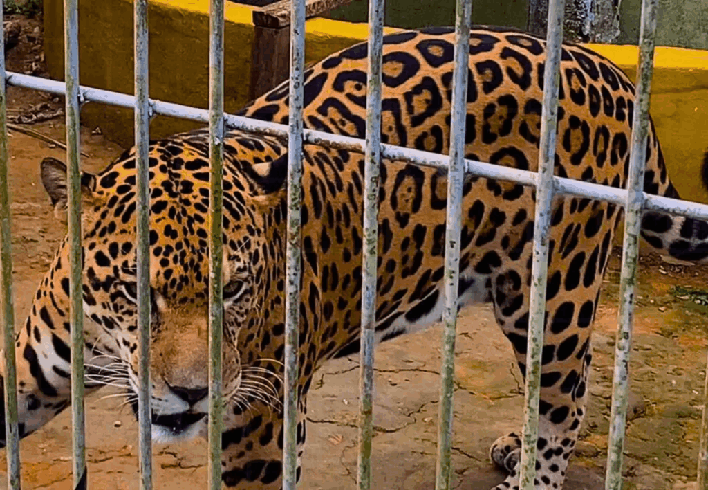 zoologico-do-cigs-manaus-conservacao-resgate